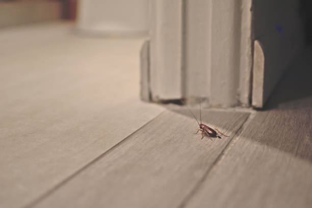 cockroach-on-wooden-floor