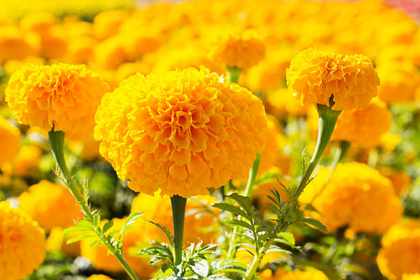 Marigolds picture